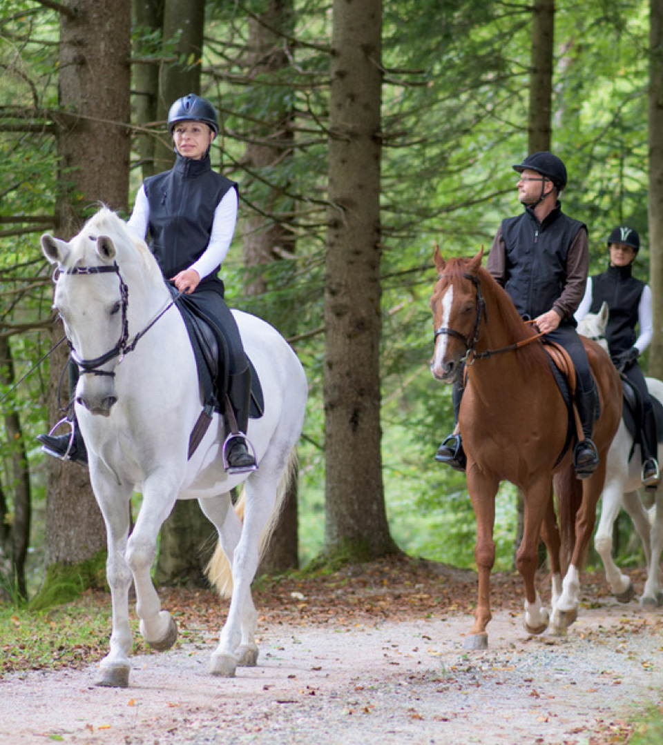 Equine Travel
